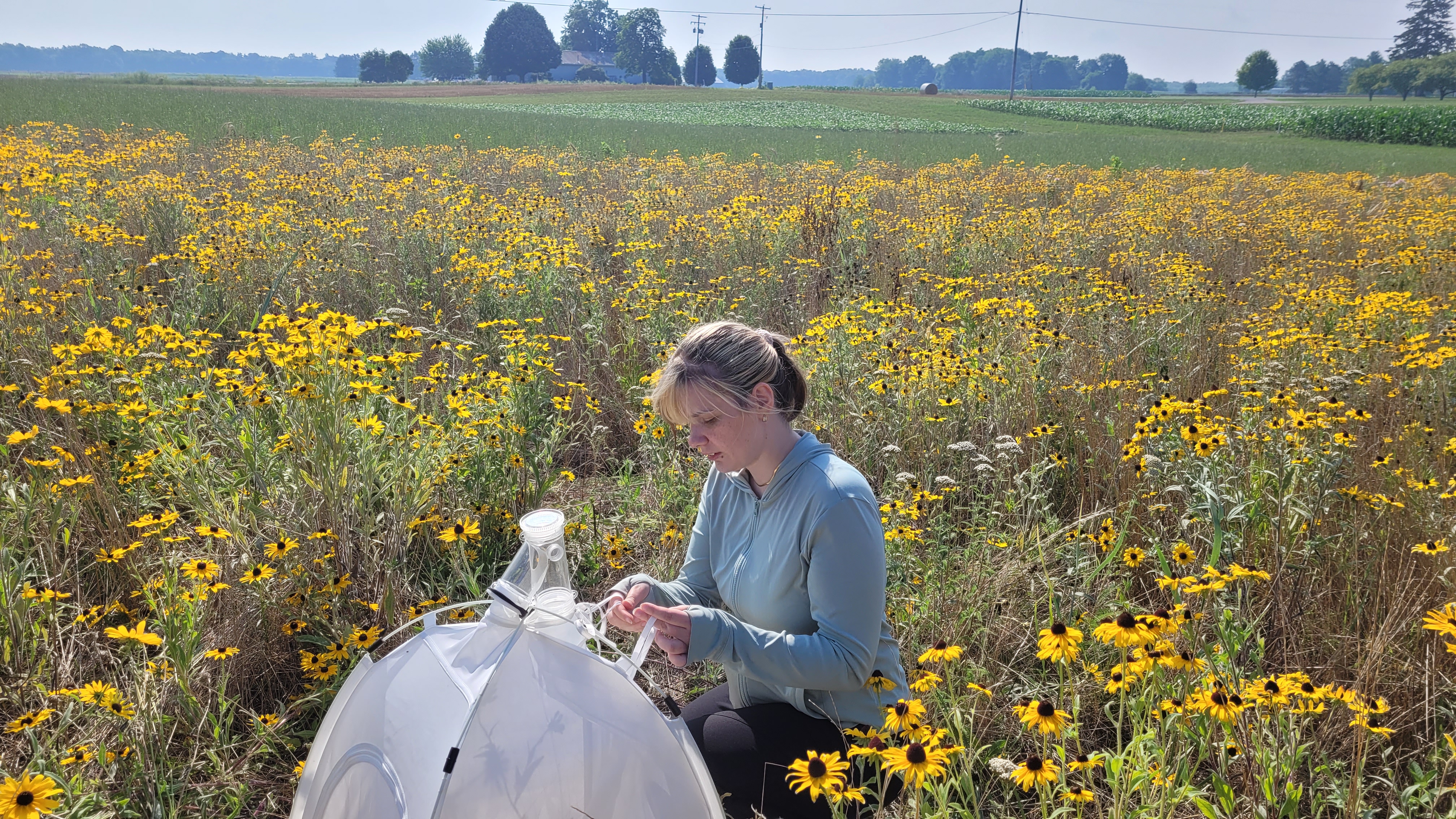 Amelia in field.jpg